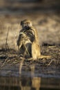 A baboon eats at sunset Royalty Free Stock Photo