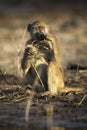 A baboon eats at sunset Royalty Free Stock Photo