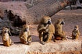 A baboon family