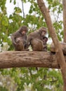 Baboon family