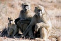 Baboon family Royalty Free Stock Photo