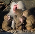 Baboon family