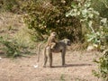 Baboon family Zambia safari Africa nature wildlife Royalty Free Stock Photo