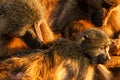 Baboon family cub portrait