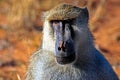 Baboon Royalty Free Stock Photo