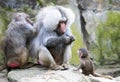 Baboon family