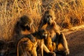 Baboon family Royalty Free Stock Photo