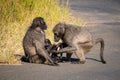 A baboon family with its baby