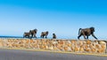 Baboon Family walking next to the Road, Capetown, South Africa Royalty Free Stock Photo