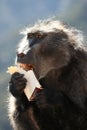 Baboon Fast Food Royalty Free Stock Photo