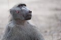 Baboon after a fight Royalty Free Stock Photo