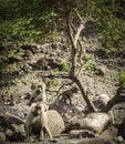 Baboon fletching his teath near Djibouti Royalty Free Stock Photo