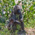 Baboon in the forest in Tanzania