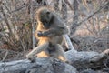 Baboon getting rid of ticks IMG_0773, captured in Shingwedzi, the Kruger National Park, South Africa