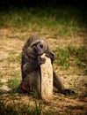 Baboon and Gourde Royalty Free Stock Photo