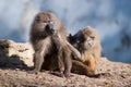 Baboon grooming Royalty Free Stock Photo