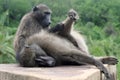 Baboon grooming session