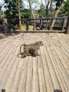 The baboon is guilty now Royalty Free Stock Photo
