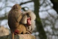 Baboon hairdresser