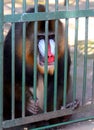 Baboon, monkey
