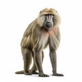 Baboon isolated on white created with Generative AI