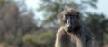 Baboon with menacing look in Krueger National Park in South Africa