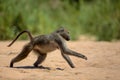 Baboon in Kruger National Park Royalty Free Stock Photo