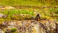 Baboon at Lisbon Falls near God`s Window on the Panorama Route in Mpumalanga Province Royalty Free Stock Photo