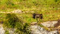 Baboon at Lisbon Falls near God`s Window on the Panorama Route in Mpumalanga Province Royalty Free Stock Photo