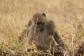 Baboon Royalty Free Stock Photo