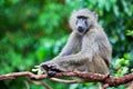 Baboon monkey in African bush Royalty Free Stock Photo