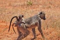 Baboon monkey with baby Africa