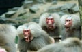 Baboon monkey in a fight