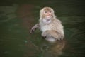 Baboon monkey Royalty Free Stock Photo