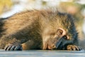 Baboon monkey lying sadly looks at photographer