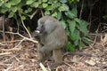 Baboon Monkey, near Arusha, Tanzania Royalty Free Stock Photo