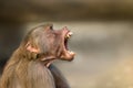 Baboon monkey Pavian, genus Papio screaming with large open mouth and pronounce sharp teeth