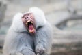 Baboon monkey Pavian, genus Papio screaming out loud with large open mouth and showing pronounced sharp teeth