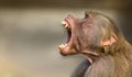 Baboon monkey Pavian, genus Papio screaming out loud with large open mouth and showing pronounced sharp teeth