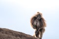 Baboon monkey on a rocky surface scans its surroundings while grasping its tail
