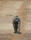 Baboon Monkey walking on a safari Trail at Masai Mara National Park Royalty Free Stock Photo