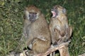 Baboon mother and her baby sitting on a tree