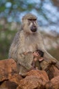 Baboon mother and infant