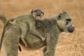 Baboon mother and infant