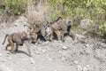 Baboon mothers with babies on back, Tanzania, Africa