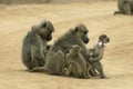 Baboon mothers and infants