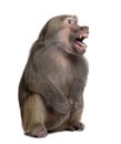 Baboon with mouth open , Simia hamadryas, studio shot