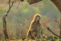 Baboon mum with baby