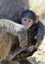 Baboon in National park of Kenya