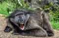 Baboon with open mouth exposing canine teeth.